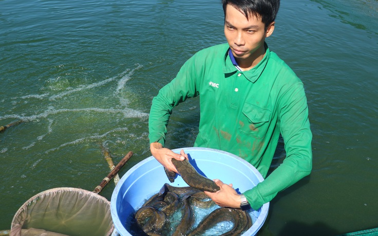 Nuôi cá chạch lấu Triển vọng từ mô hình thí điểm