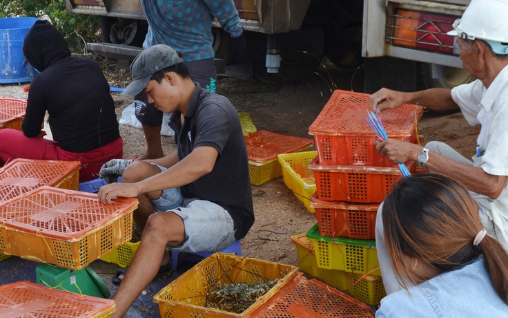 “Giải cứu” tôm hùm