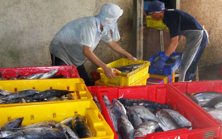 Nâng giá trị cá ngừ xuất khẩu