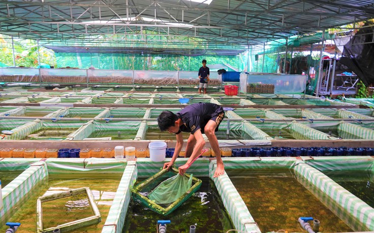 Chàng trai nuôi cá kiểng thu lãi hàng trăm triệu đồng mỗi năm