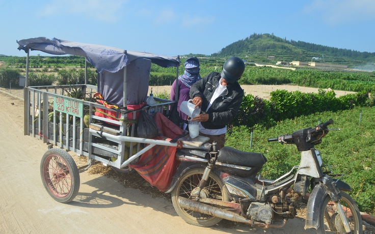 'Quán nước dừa' di động phục vụ nông dân tận răng ở ruộng tỏi Lý Sơn