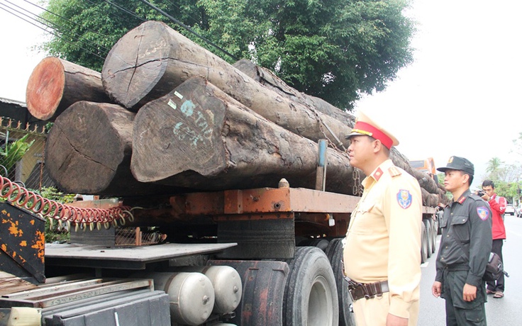 CSGT Quảng Nam bắt 4 xe container chở hàng chục cây gỗ khủng trên QL1