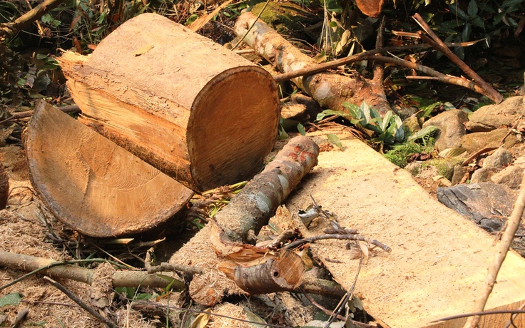 Tỉnh Quảng Nam yêu cầu truy tìm kẻ phá rừng tại tiểu khu 720