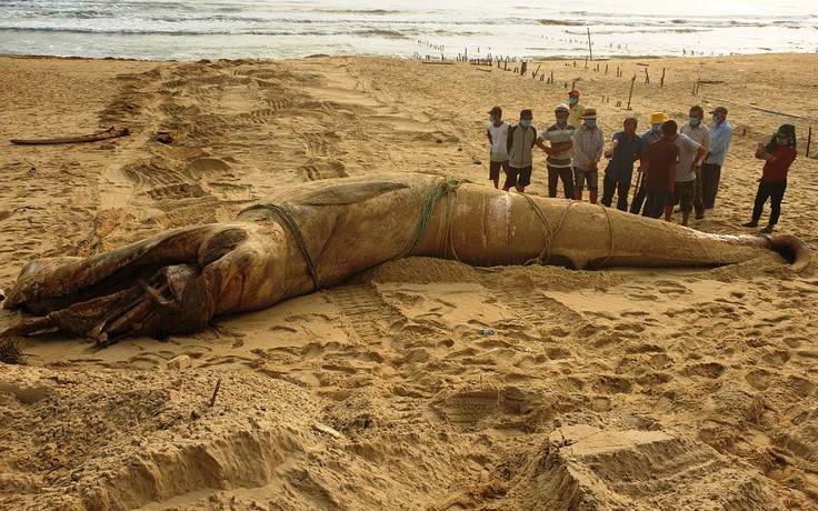 Cá voi nặng hơn 4 tấn chết trôi dạt vào bờ biển Quảng Nam