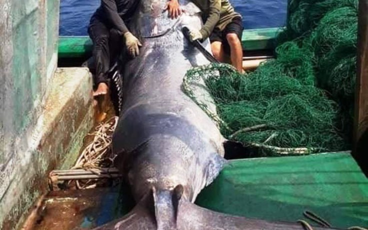 Ngư dân Quảng Trị bắt được con cá cờ nặng đến hơn nửa tấn