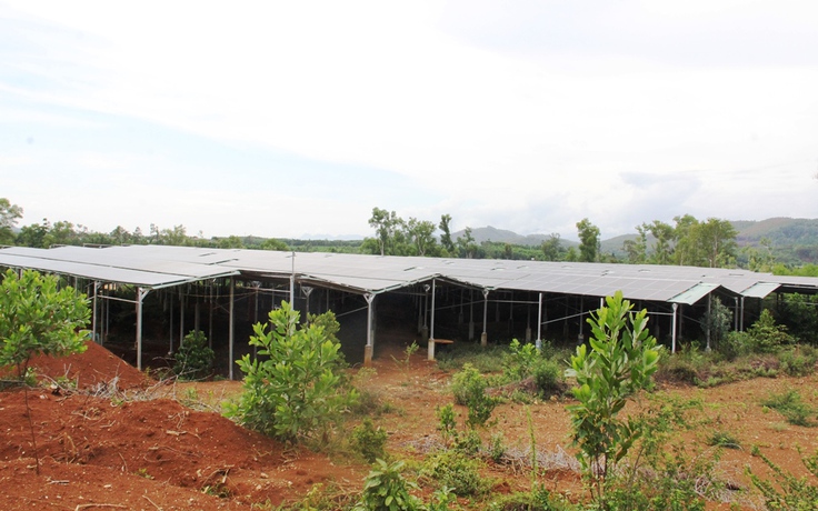 San ủi đồi Trà Quân làm điện mặt trời dưới vỏ bọc trang trại nông nghiệp