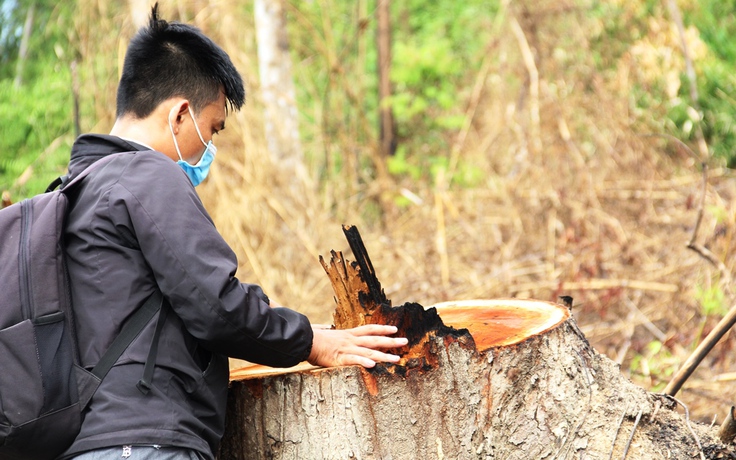 Quảng Nam yêu cầu không tận dụng gỗ khi làm đường, chỉ cho dân dùng làm nhà