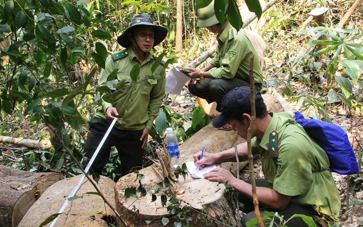 Trong 1 năm, Quảng Nam để mất 2.850 ha rừng tự nhiên
