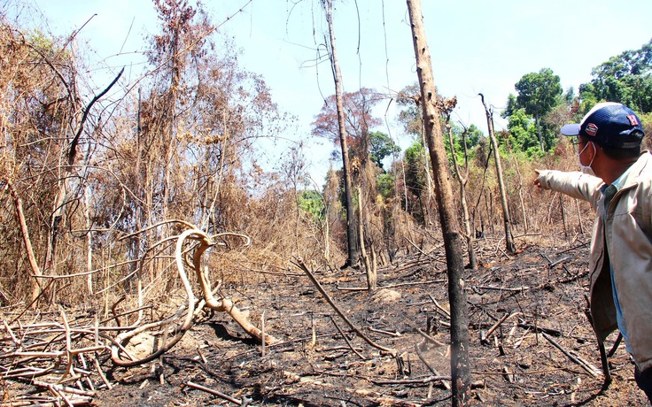 Quảng Nam 'mất' 2.850 ha rừng tự nhiên: Giám đốc Sở NN-PTNT nói 'do sạt lở'