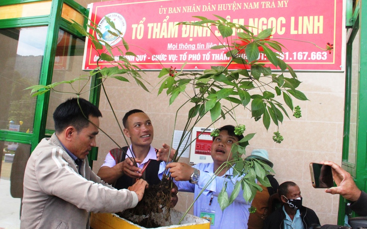 Chiêm ngưỡng cây sâm Ngọc Linh 8 nhánh, giá gần 1 tỉ đồng