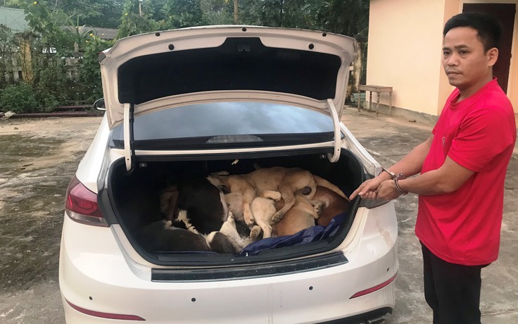 Quảng Nam: Thuê ô tô lên vùng cao trộm hàng chục con chó