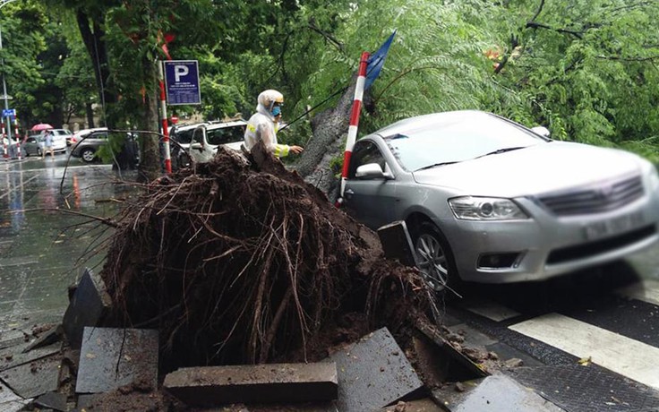 Cây me cổ thụ đổ, đè bẹp xe Camry đỗ dưới đường phố Hà Nội