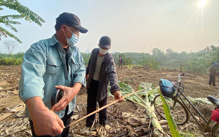 Công an điều tra vụ hàng ngàn mét vuông chuối ở Hà Nội bị chặt phá