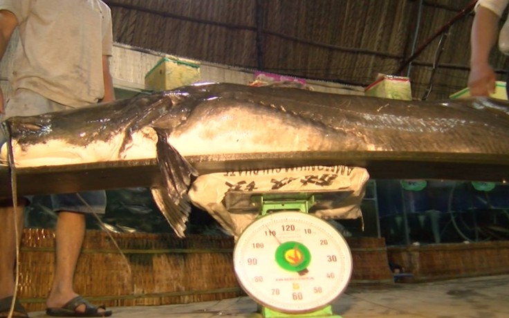 Cá lăng cực 'khủng' trên 100kg ở sông Tiền