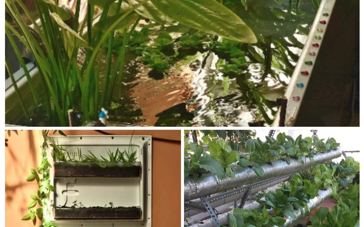 Cách ly xã hội: 'Biến' tủ lạnh thành bể cá, tự trồng rau tại nhà