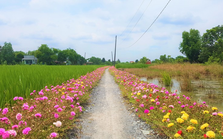 Ngất ngây với con đường hoa mười giờ tại TP.HCM