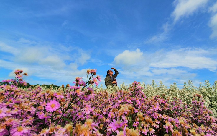 'Chết mê' với vẻ đẹp rực rỡ của vườn hoa thạch thảo ở miền Tây