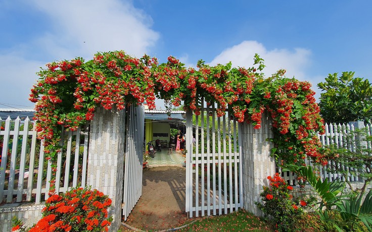 Vì sao nhiều người thích trồng hoa sử quân tử trước cổng nhà?