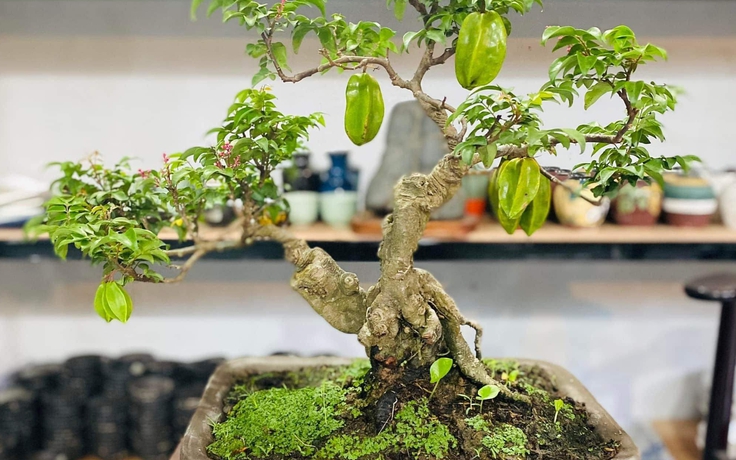 Cây khế 'hóa' bonsai thu về tiền triệu