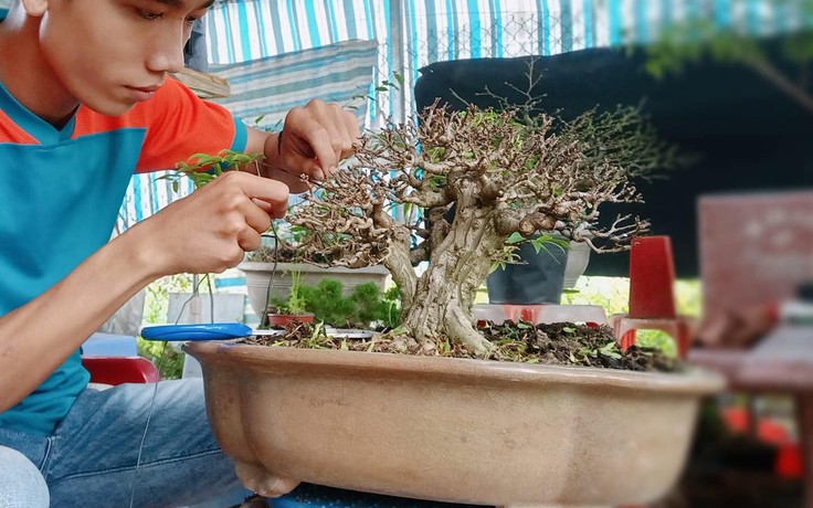 Được hàng triệu lượt xem trên TikTok nhờ làm video về bonsai