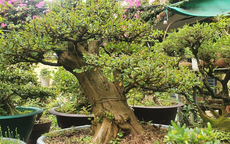 Những loại bonsai, hoa kiểng nào đang 'hot' và đem lại may mắn trong dịp tết?