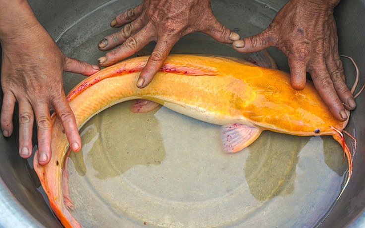 Bắt được cá trê vàng lạ mắt nặng hơn 2 kg