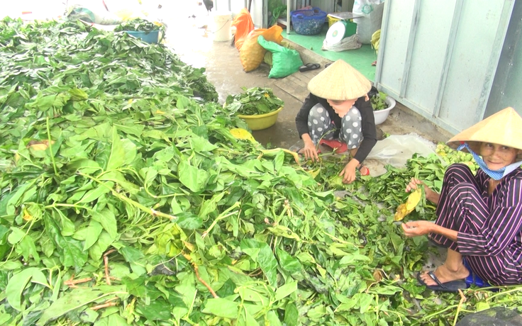 Bất thường chuyện đổ xô thu gom lá nhàu tươi ở Cà Mau