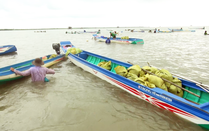 Cà Mau tái diễn người dân đổ về khai thác nghêu giống