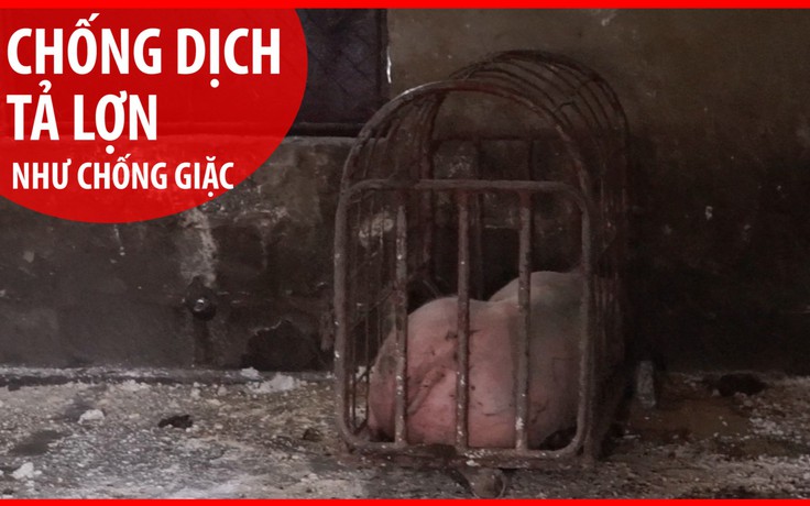 Lợn giống của Trung tâm Giống Nông nghiệp Cà Mau bị dịch tả lợn châu Phi