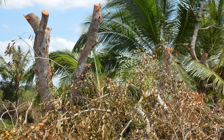 Cà Mau tỉa cây xanh để hạn chế sạt lở trên tuyến Tắc Thủ - Vàm Đá Bạc