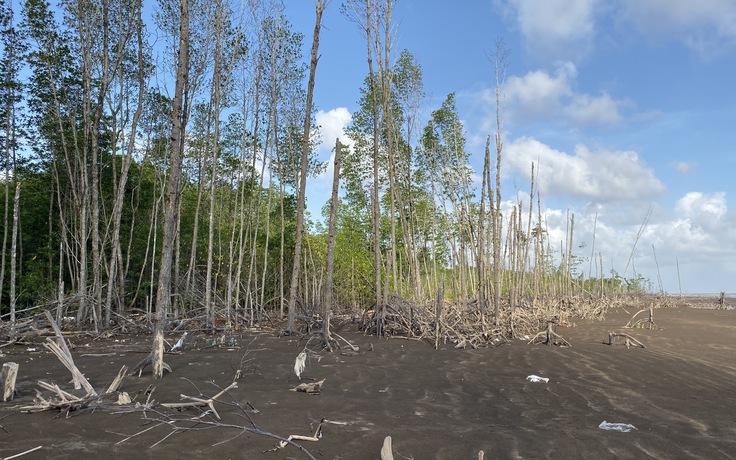 Cà Mau: Nhiều cây đước 27 năm tuổi bị ngã đổ