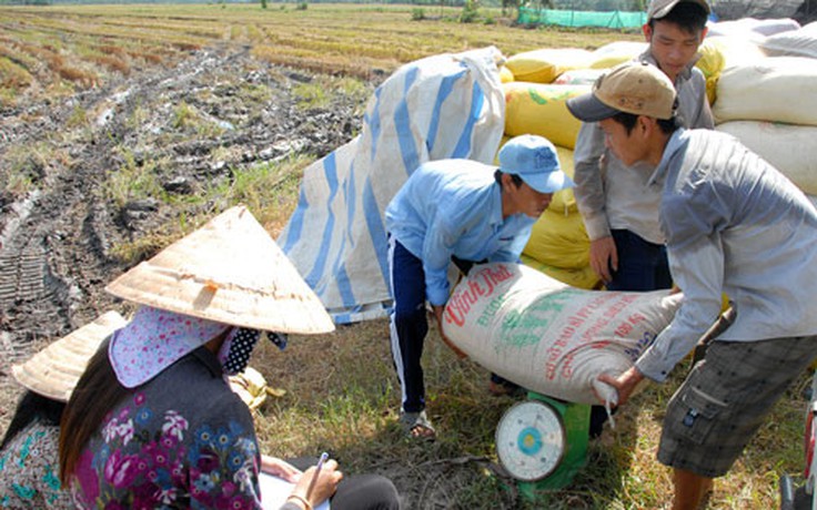 Xác minh 3 thương lái nợ tiền mua lúa của dân hơn 1,3 tỉ đồng