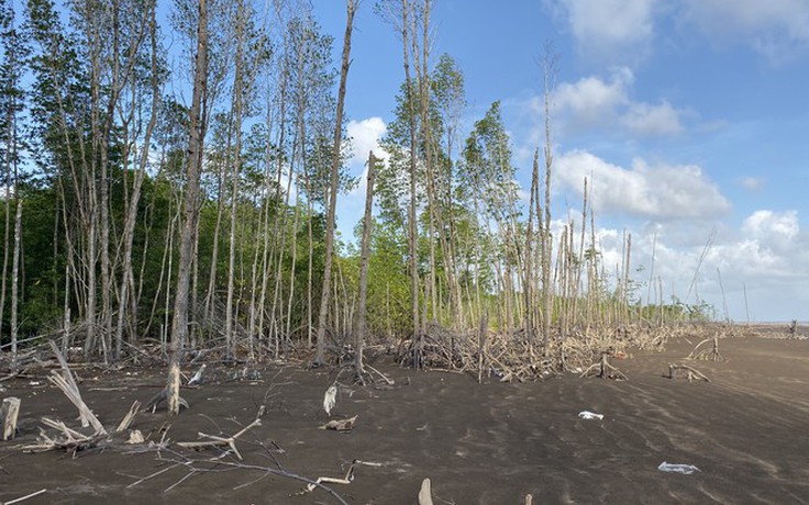 UBND tỉnh Cà Mau chỉ đạo làm rõ nguyên nhân cây rừng có dấu hiệu chết