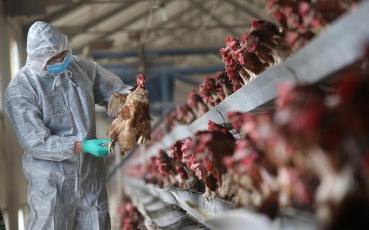 Cà Mau: Phát hiện ổ cúm gia cầm H5N1 ở H.Trần Văn Thời