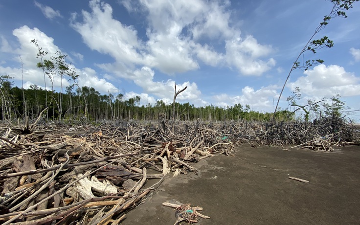 Cà Mau công bố nguyên nhân cây rừng chết ở Lưu Hoa Thanh