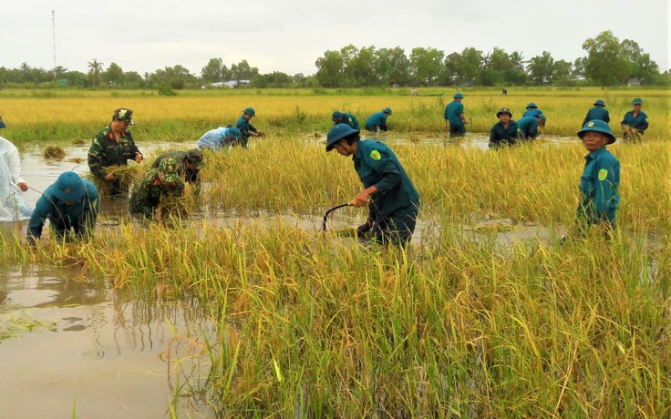 Cà Mau: Hơn 1.000 bộ đội giúp dân gặt lúa chạy lụt