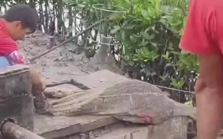 Cà Mau: Cá sấu 10 kg xuất hiện ở vuông tôm