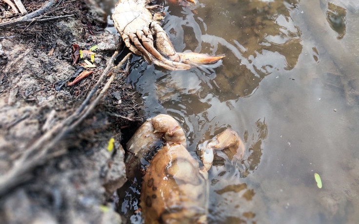 Cà Mau: Đã tìm được nguyên nhân cua nuôi bị chết