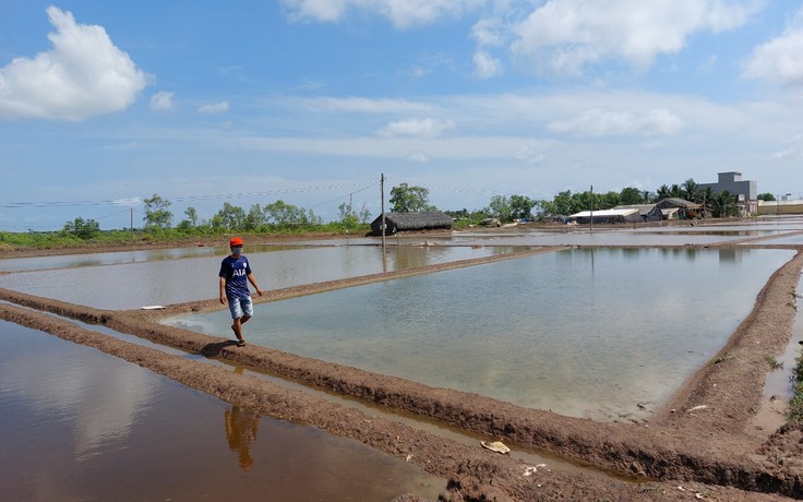 Cà Mau: Mưa trái mùa, diêm dân Lưu Hoa Thanh ở Đầm Dơi thiệt hại gần 700 tấn muối