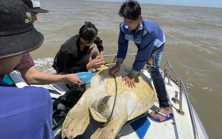 Cà Mau: Thả cá thể vích nặng 120 kg về biển