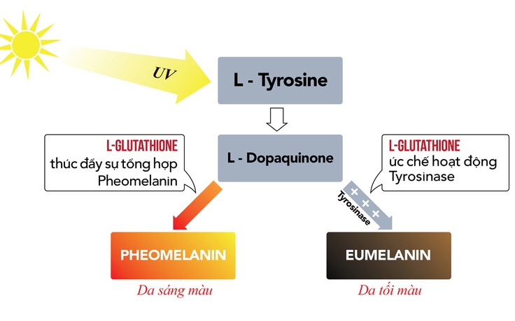 Chất glutathione hỗ trợ giúp duy trì làn da trẻ đẹp, trắng sáng từ gốc