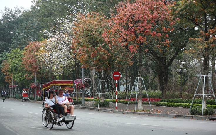 Hà Nội: Ngắm hàng cây thay lá đẹp nao lòng