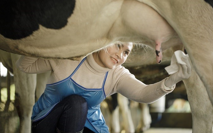Sữa Cô Gái Hà Lan đặt dấu ấn chuẩn an toàn nhờ cách nuôi bò đặc biệt