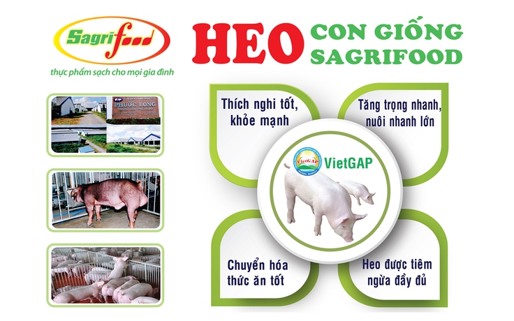 Mua con giống tốt cho thịt heo chất lượng ở đâu ?