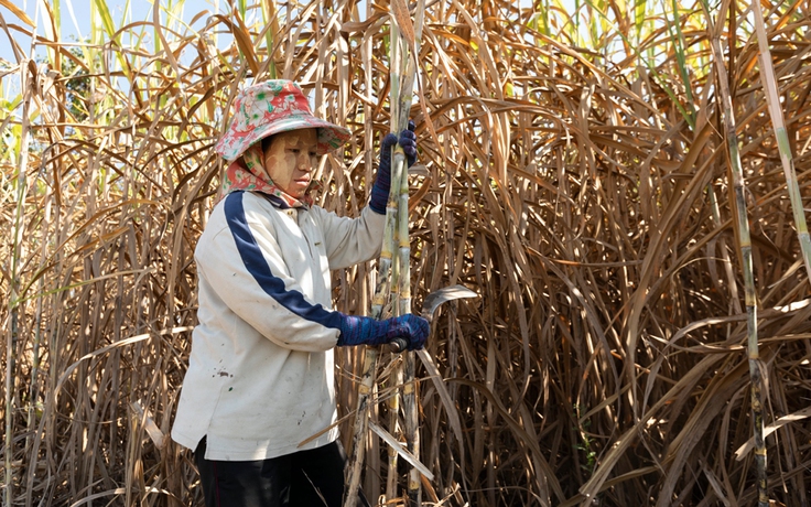 Thái Lan đang làm gì để bảo hộ ngành mía đường ?
