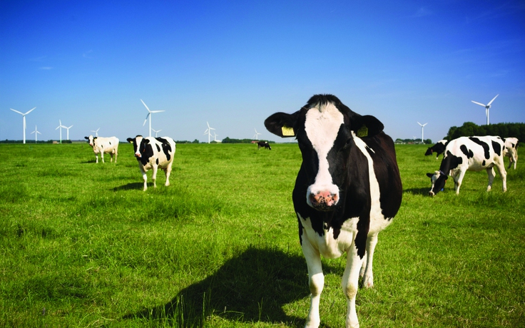 Nguyên liệu bơ sữa Hoa Kỳ: Lợi thế cho sự đổi mới và phát triển bền vững