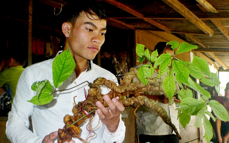 Phát hiện củ sâm Ngọc Linh 'khủng' hơn 150 năm tuổi