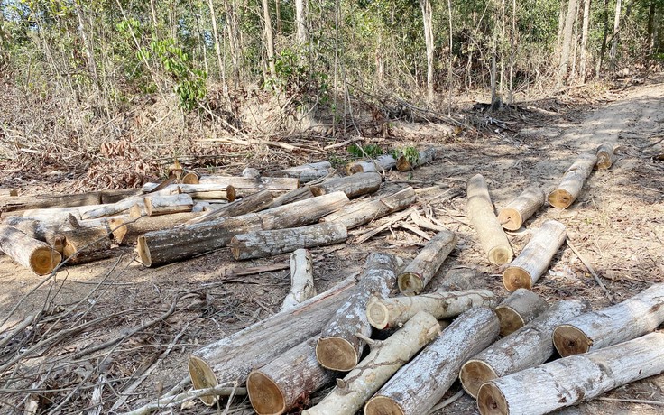 Cận cảnh 27 ha rừng tan nát vì khai thác gỗ tận thu