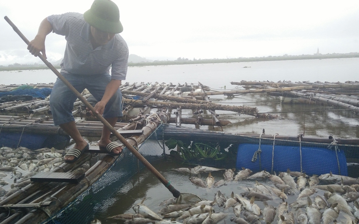 Hàu, cá nuôi chết hàng loạt tại cửa biển Hà Tĩnh