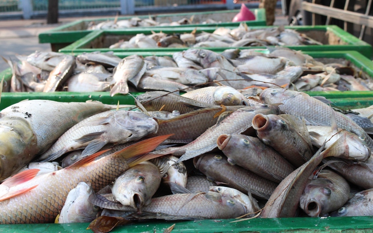 [ẢNH] Sốc cảnh 14 tấn cá chết kênh Nhiêu Lộc vớt chất đầy xe